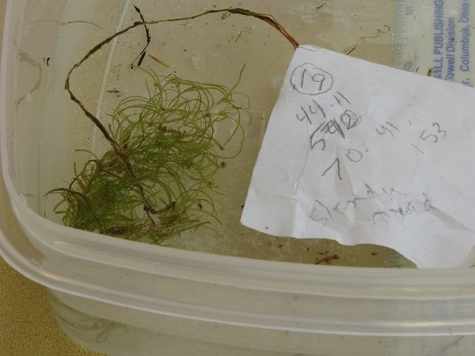 SITE19 Northern Snailseed Pondweed underwater leaves only with fruits